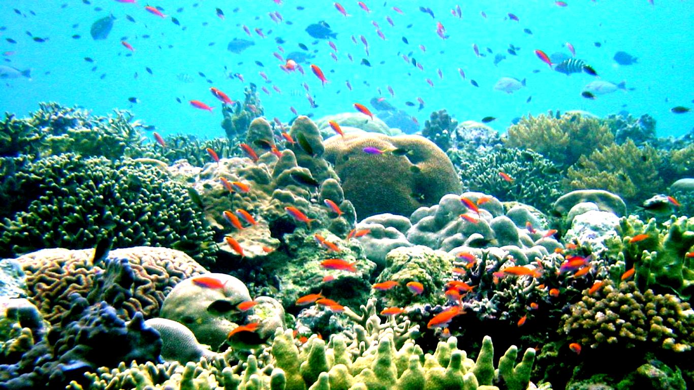Những “biệt thự Coral san hô” độc bản giữa biển trời Phú Quốc